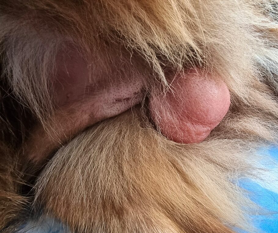 Close-up of a significant scrotal hematoma in an adult male dog on Feb 28th. The scrotal sac is severely swollen, firm, and larger than the original testicle size post-desexing surgery.