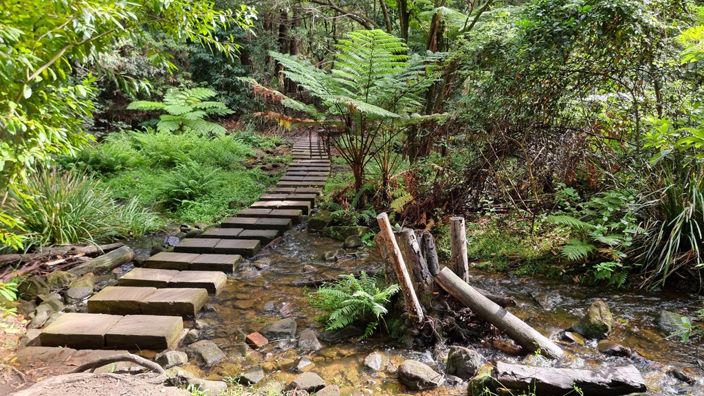 A series of rectangular sandstone stepping stones forming a path across a shallow, clear creek. The crossing is surrounded by lush green ferns, large tree ferns, and dense native Australian bushland.