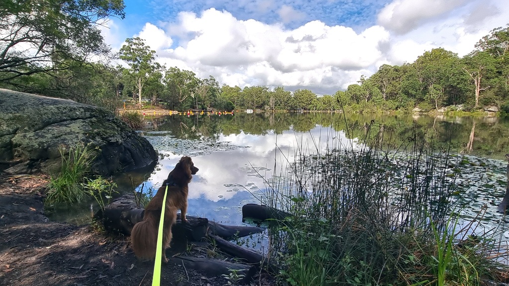 A long-haired, reddish-brown dog stands on a log at the edge of Lake Parramatta, looking out over the water. The dog is on a bright yellow lead. The calm lake surface perfectly reflects a blue sky filled with white, fluffy clouds and the surrounding green forest.