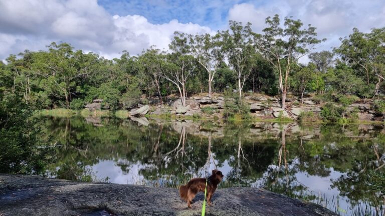 A reddish-brown dog stands on a large, flat grey rock in the foreground, looking across Lake Parramatta. The calm water reflects a line of tall eucalyptus trees and a rugged sandstone cliff under a sky with scattered white clouds.
