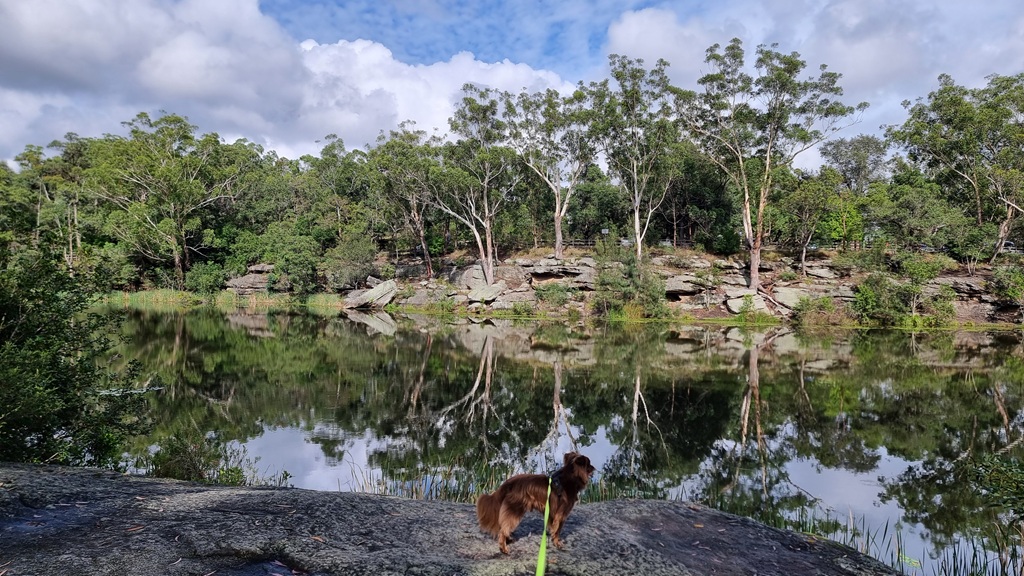A reddish-brown dog stands on a large, flat grey rock in the foreground, looking across Lake Parramatta. The calm water reflects a line of tall eucalyptus trees and a rugged sandstone cliff under a sky with scattered white clouds.