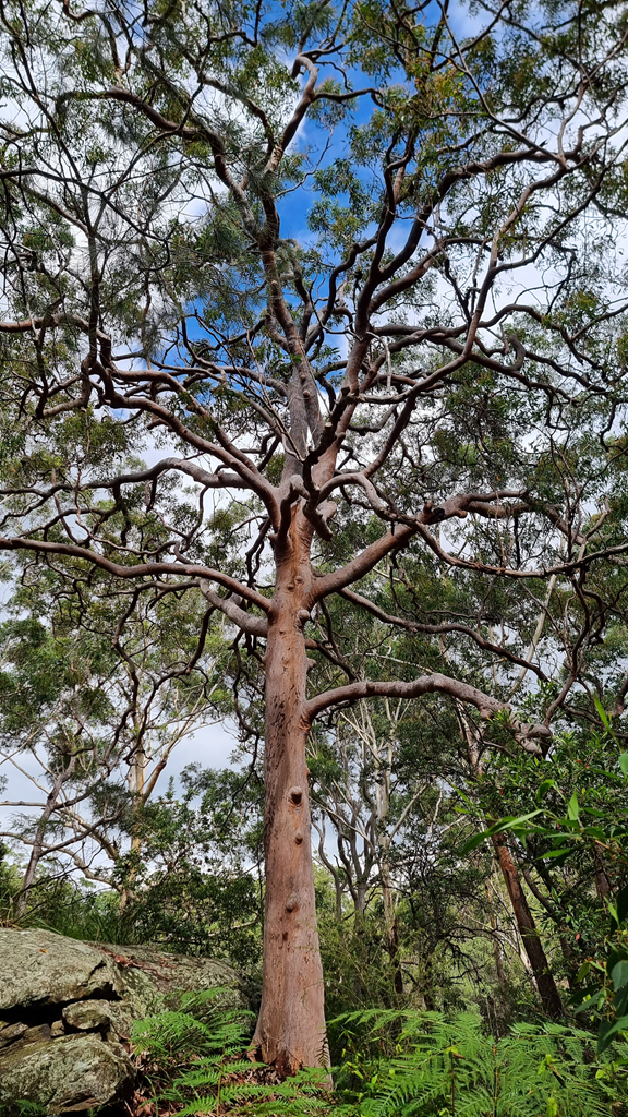 A vertical shot looking up at a large Sydney Red Gum (Angophora costata) with a smooth, orange-pink trunk and a complex network of twisting, contorted branches. The tree is framed by green ferns and mossy rocks at the base, set against a blue sky.