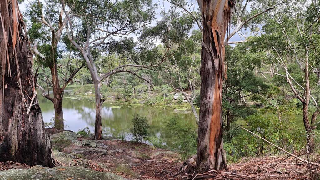 A view looking through the textured trunks of several eucalyptus trees toward the green-tinted water of Lake Parramatta. The foreground is a rocky, leaf-littered slope, leading down to the quiet lake surrounded by a dense forest under an overcast sky.