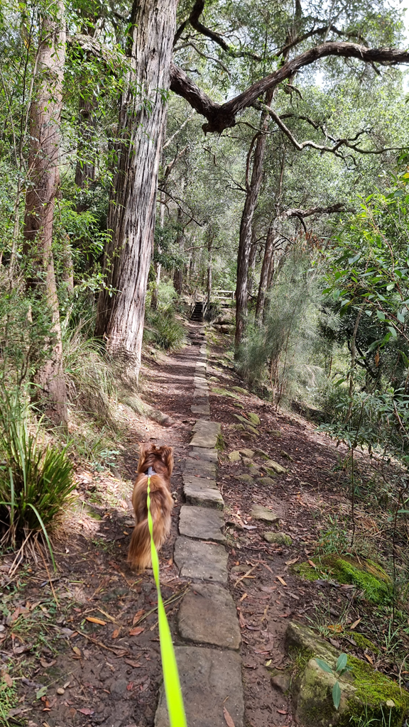 A vertical shot from behind a reddish-brown dog on a bright yellow lead, walking along a narrow path of rectangular stone pavers. The trail winds through a dense forest of tall, straight-trunked trees and soft green shrubs, leading toward a small wooden bridge in the distance.