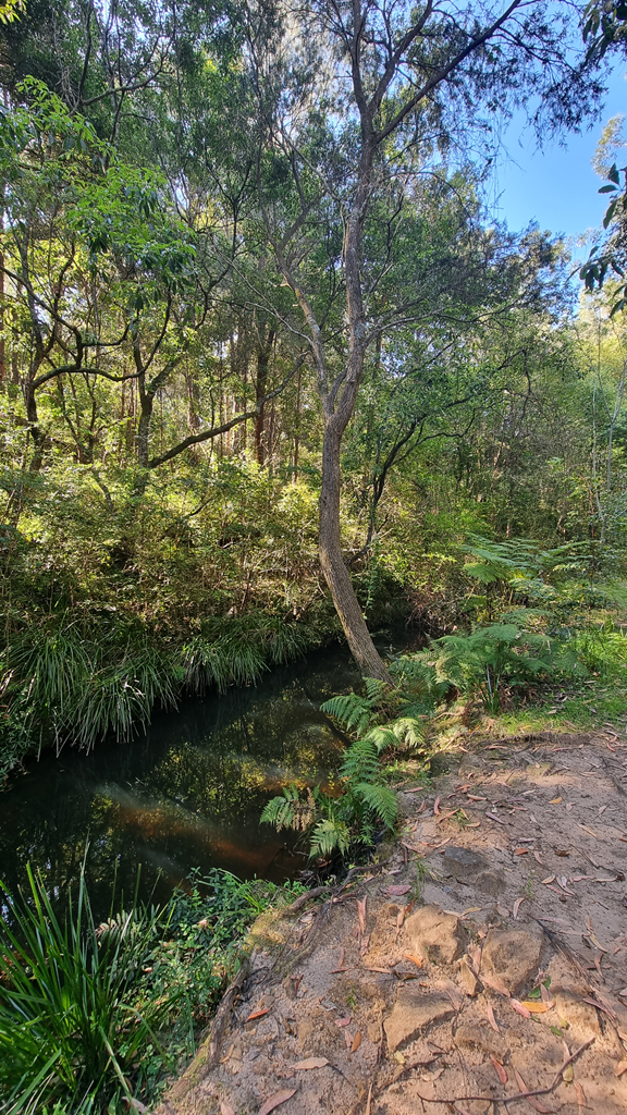 Close-up of the peaceful Quarry Branch Creek at Moxham Park surrounded by native ferns and tall gum trees.