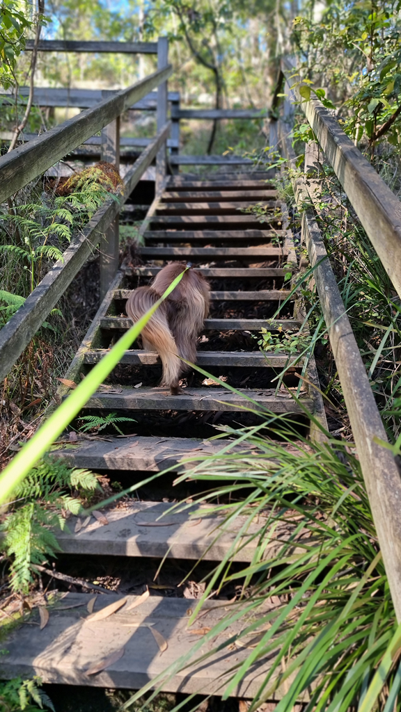 Mini American Shepherd Monte walking up wooden stairs on the bushland trail at Moxham Park.