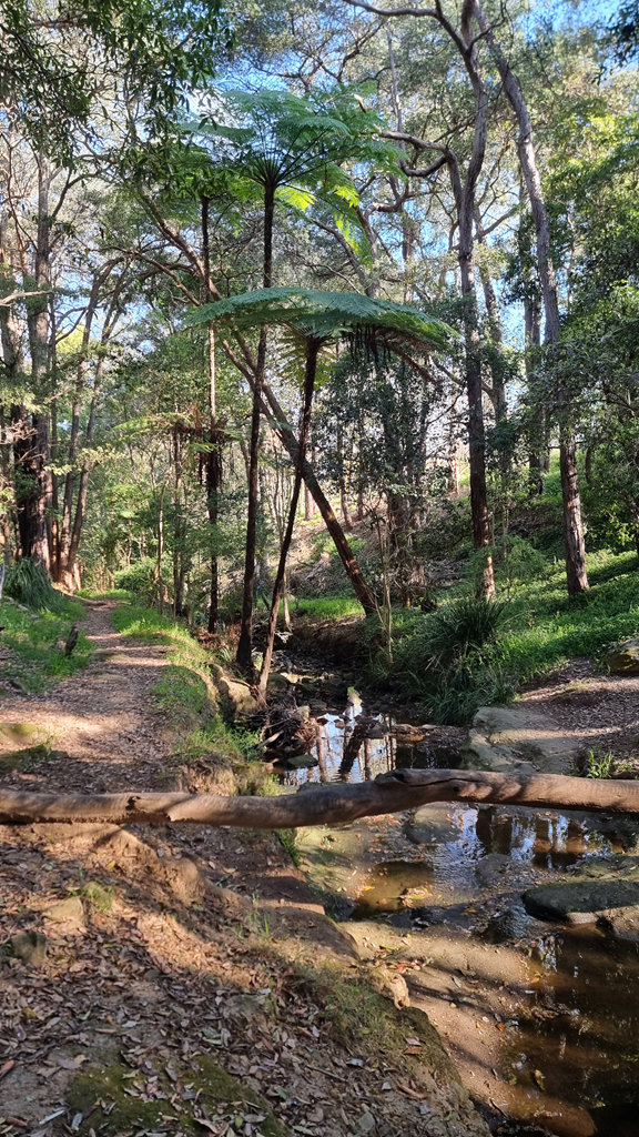Tall native tree ferns towering over the bushland path and creek at Moxham Park, Northmead.