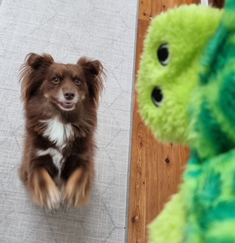 A brown and white Mini American Shepherd named Monte captured mid-air as he jumps toward a bright green plush turtle toy held in the foreground.