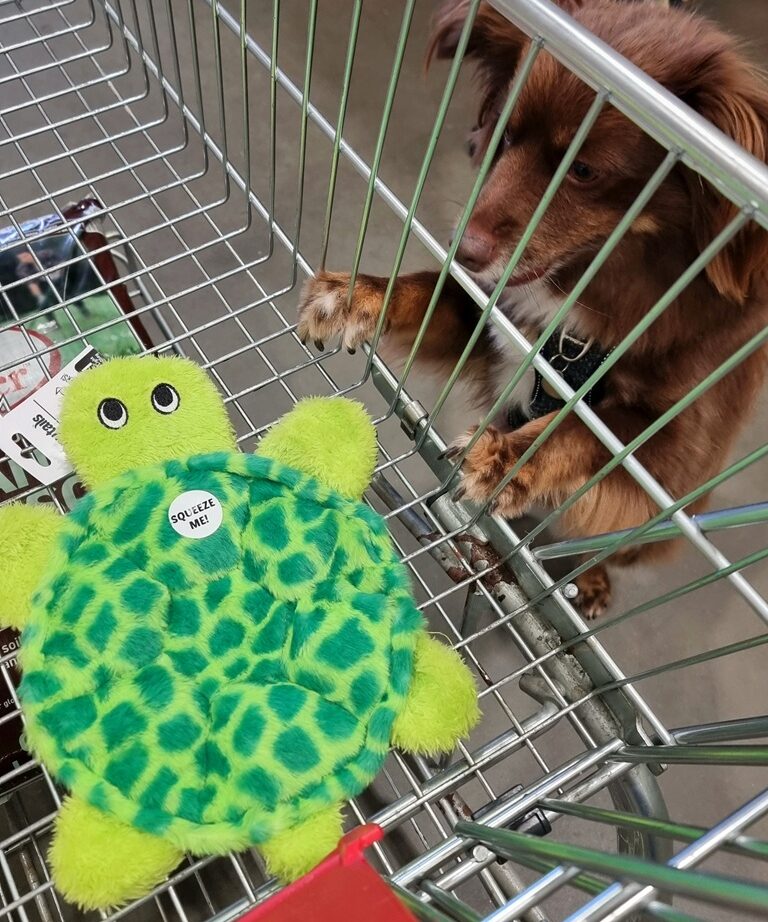 A brown Mini American Shepherd named Monte standing on his hind legs, paws resting on the wire of a silver Bunnings shopping trolley as he looks longingly at a bright green Happy Tails Multi-Squeaker Turtle.