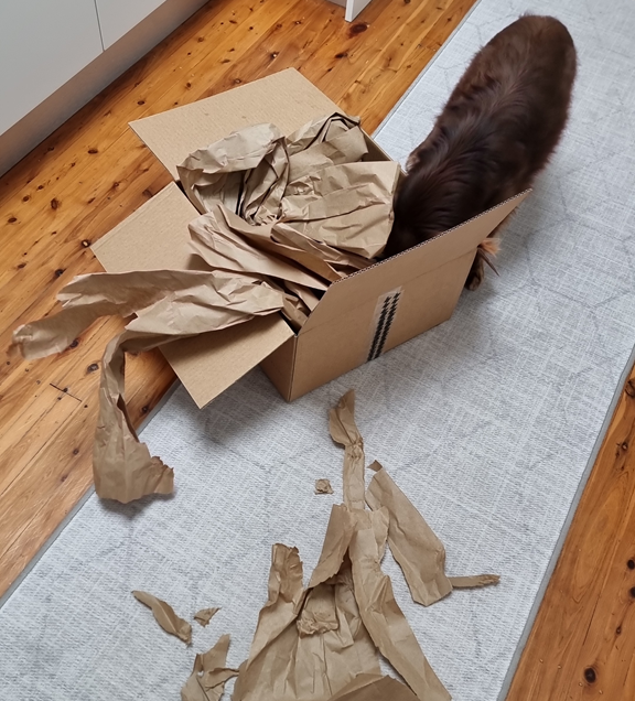 Mini American Shepherd Monte's head diving into a cardboard box filled with brown packing paper.