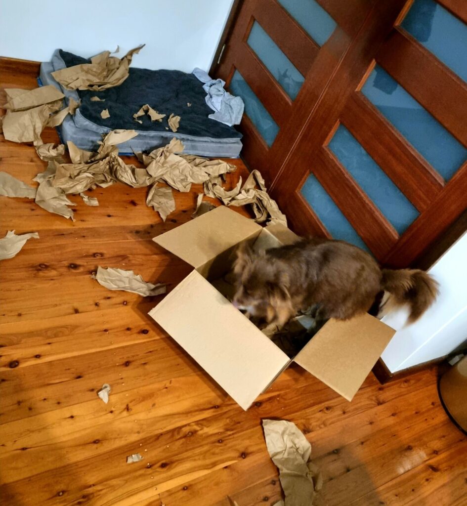 Mini American Shepherd Monte shredding cardboard boxes and brown packing paper on a timber floor.