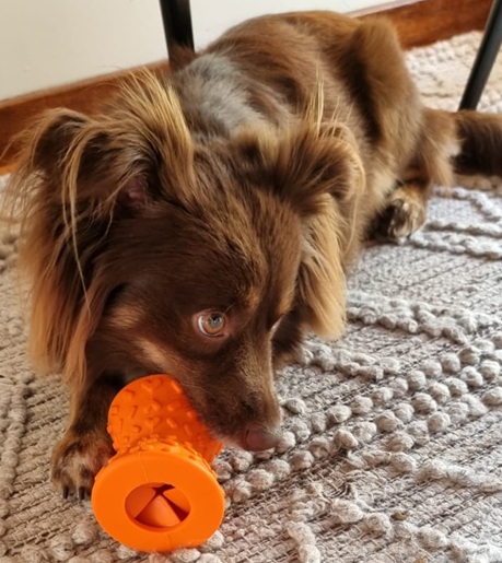 Mini American Shepherd Monte chewing an orange Happy Tails Tough Tyler feeder toy on a textured rug.