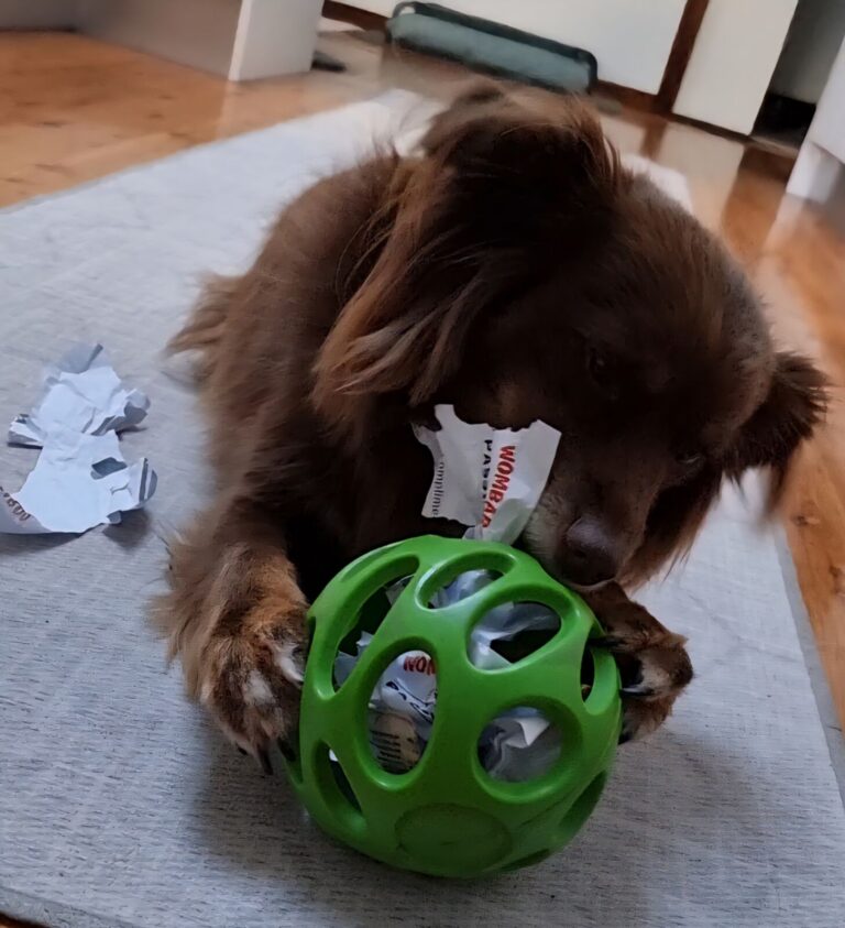 Mini American Shepherd Monte shredding white paper strips from a green JW Pet Hol-ee Roller ball on a grey mat.
