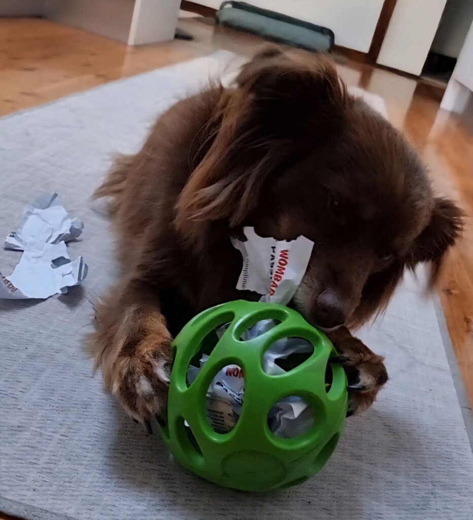 Mini American Shepherd Monte shredding white paper strips from a green JW Pet Hol-ee Roller ball on a grey mat.