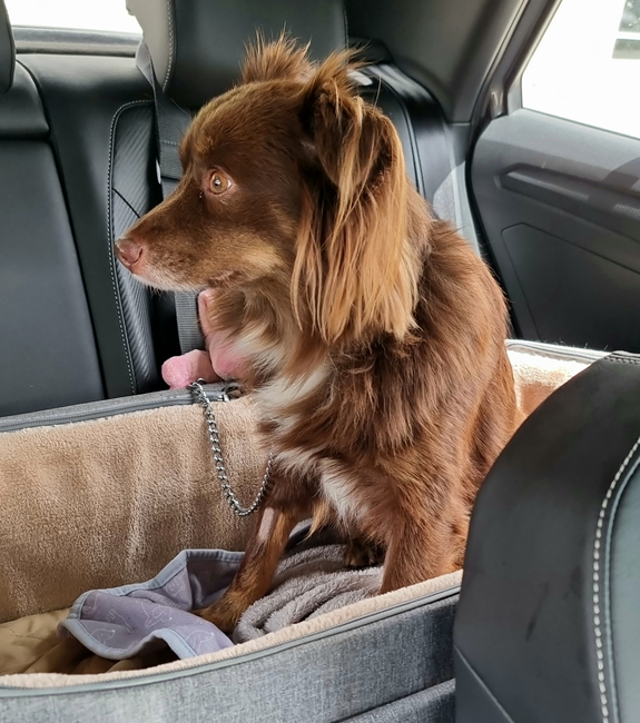 A close-up of Monte, a red-brown and white Mini American Shepherd, sitting alertly in his grey fabric car travel crate. He is looking anxiously out the window during the drive to the vet for his desexing surgery.