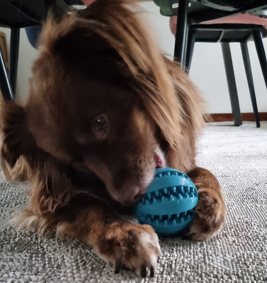 ini American Shepherd Monte using a blue rubber interactive treat ball on a grey rug to extract hidden snacks.