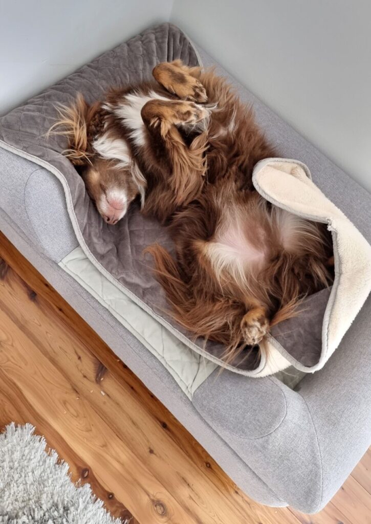 A joyful, high-angle photo of Monte, a red-brown Mini American Shepherd, completely relaxed and sleeping on his back with paws in the air on a grey orthopaedic memory foam dog bed with a grey velvet cover.