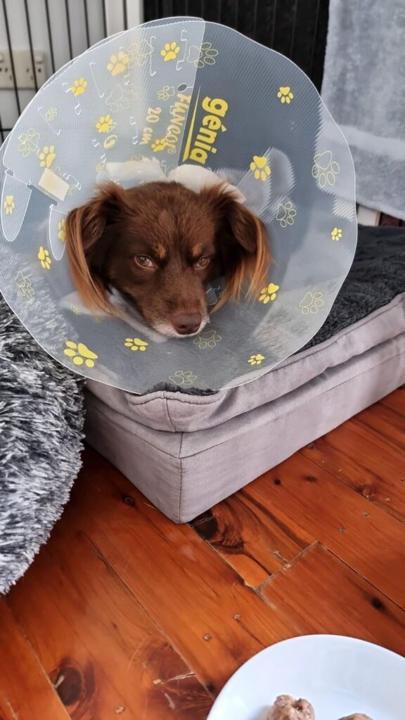 Close-up of Monte, a brown Mini American Shepherd, wearing a clear plastic Elizabethan cone (E-collar) with a yellow pattern, lying groggily on a grey orthopaedic dog bed after surgery.