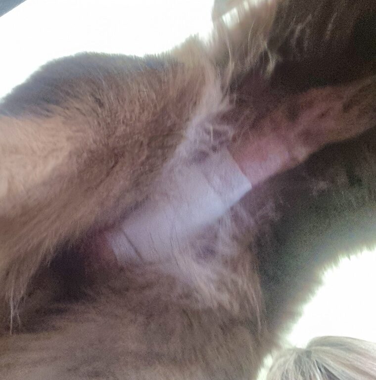 A close-up, underside view of a male dog’s surgical site immediately after desexing, showing a clean incision area with white medical tape/bandage over the scrotum.