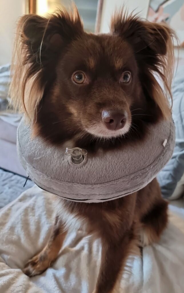 a red-brown Mini American Shepherd, sitting upright and alert while wearing a grey plush inflatable recovery collar (donut) instead of a traditional plastic cone.