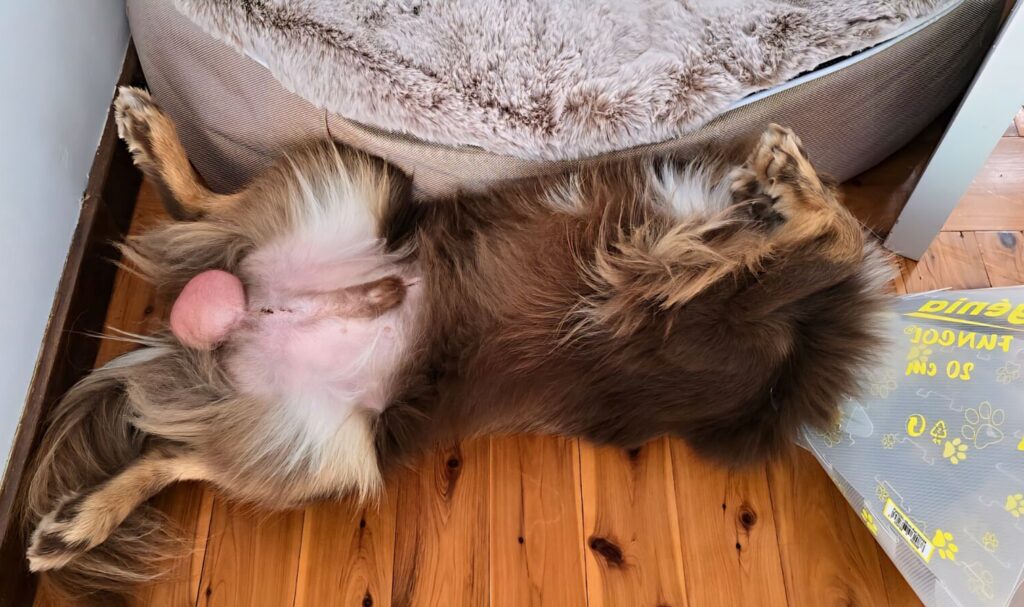 Monte, a brown Mini American Shepherd, lying on his back on a timber floor with his legs up, showing a severely swollen scrotal hematoma and wearing a clear plastic recovery cone.