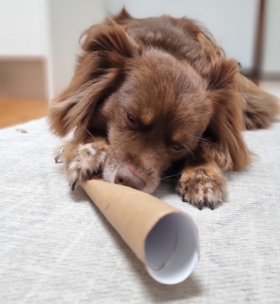 Mini American Shepherd Monte chewing on a cardboard paper towel roll as a DIY indoor enrichment activity.