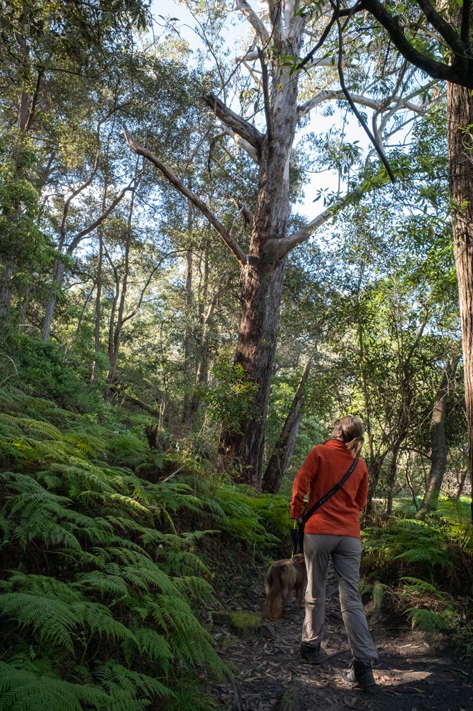A woman in an orange jacket stands on a dirt trail at Lake Parramatta Circuit, looking up at a very tall, white-barked Sydney Blue Gum tree surrounded by dense ferns and eucalypt bushland.