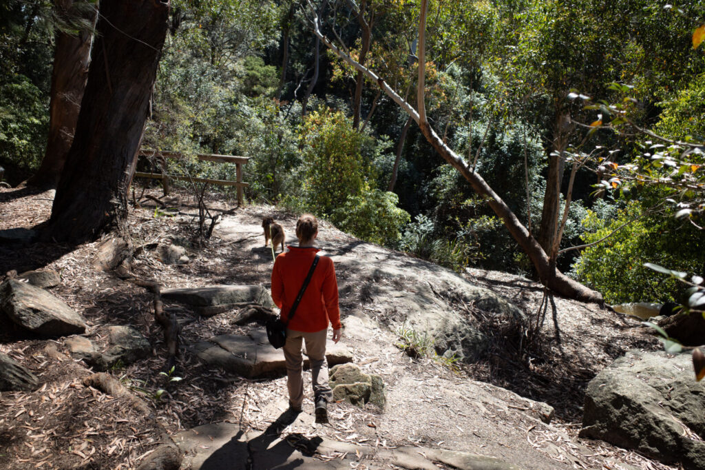 A woman in an orange jacket walks her dog down a rocky sandstone ridge on the Lake Parramatta Circuit, overlooking a dense valley of native trees.