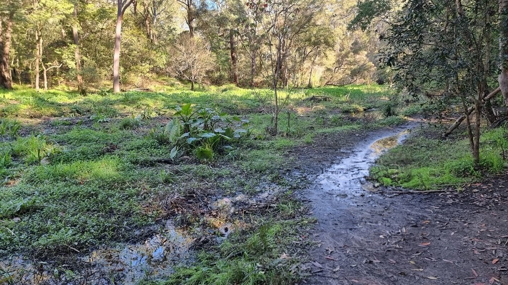 A muddy bushwalking trail winds through a lush, green wetland area with large native elephant ear plants and reflections in small pools of water at Lake Parramatta.