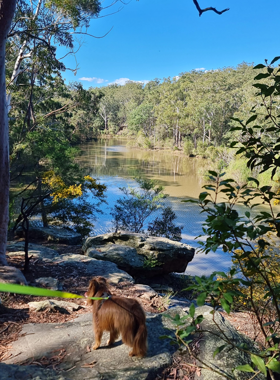A red-brown Miniature American Shepherd dog on a green lead stands on a sandstone rock ledge looking out over the calm water of Lake Parramatta, surrounded by native bushland and yellow wattle blossoms.