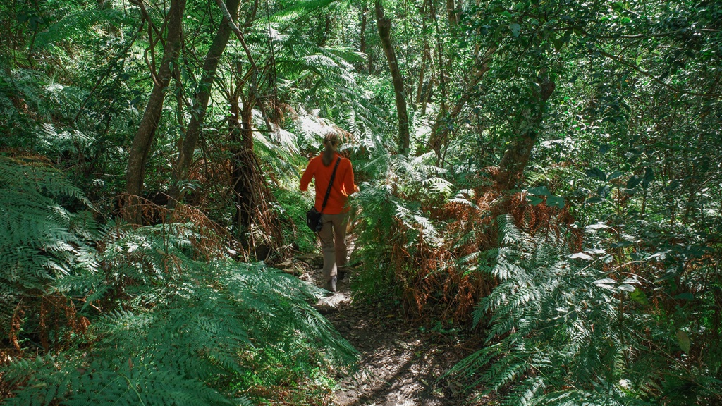 A woman in an orange top walking away down a narrow bush track surrounded by dense ferns and native trees.