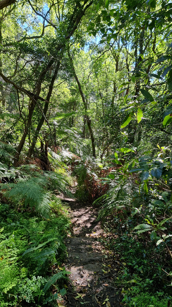 A narrow dirt path descending into a dense, sun-dappled forest of ferns and native shrubs at Pemulwuy Loop.