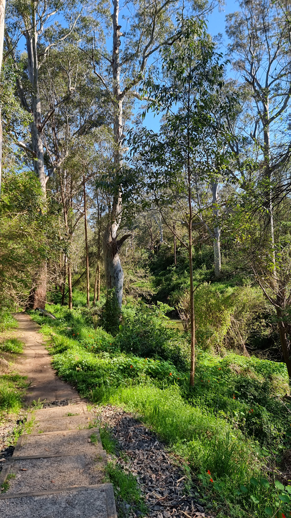 A dirt trail with timber-edged stairs winding through lush green bushland and tall Sydney Blue Gum trees along a creek at Pemulwuy Loop.