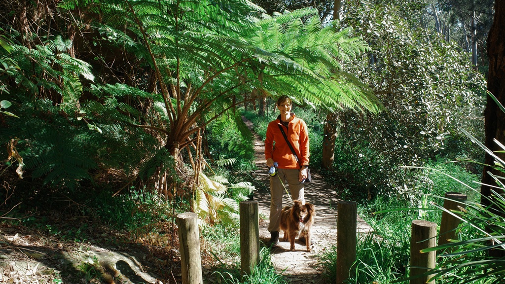 A woman in an orange top and a red-brown and white Miniature American Shepherd standing on a bush track under large overhanging tree ferns at Pemulwuy Loop.