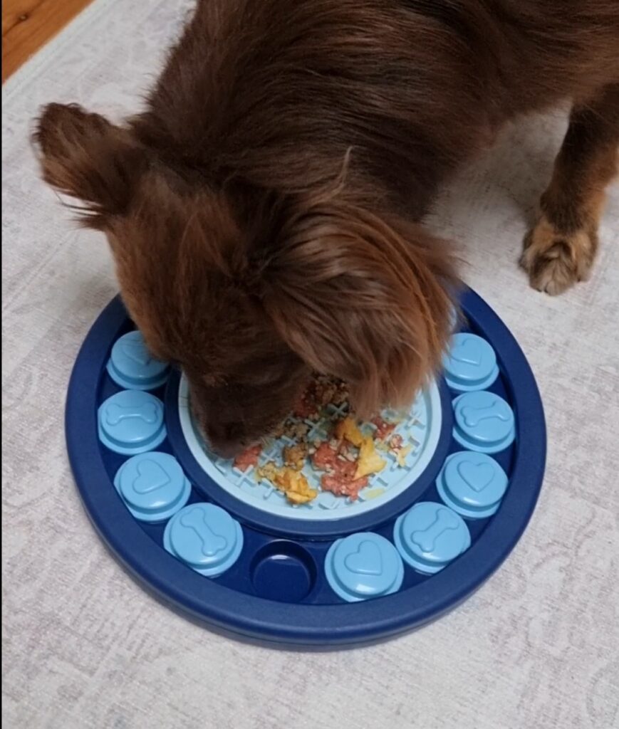 Mini American Shepherd Monte using a blue circular Pet IQ Toy lick mat with heart and bone patterns on a light rug.
