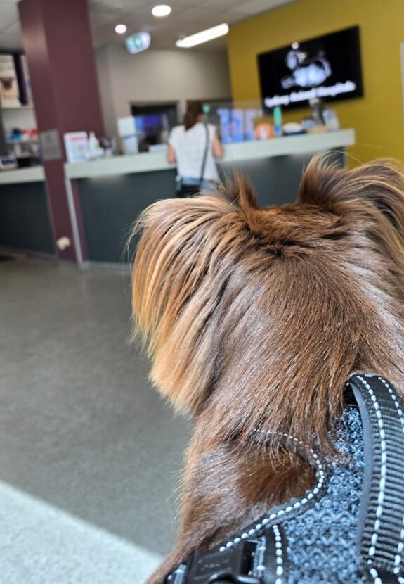 Monte, a red-brown and white Mini American Shepherd, during his pre-operative veterinary check-up in Sydney, looking towards the clinic reception.