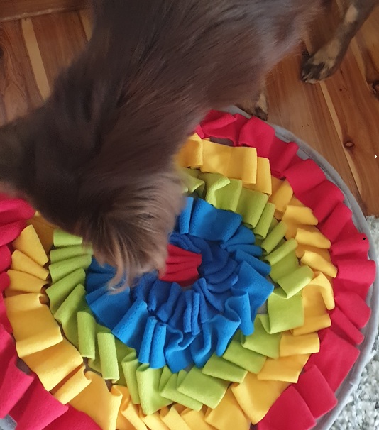 Overhead view of Mini American Shepherd Monte using a colorful circular snuffle mat with red, yellow, and blue fabric layers.