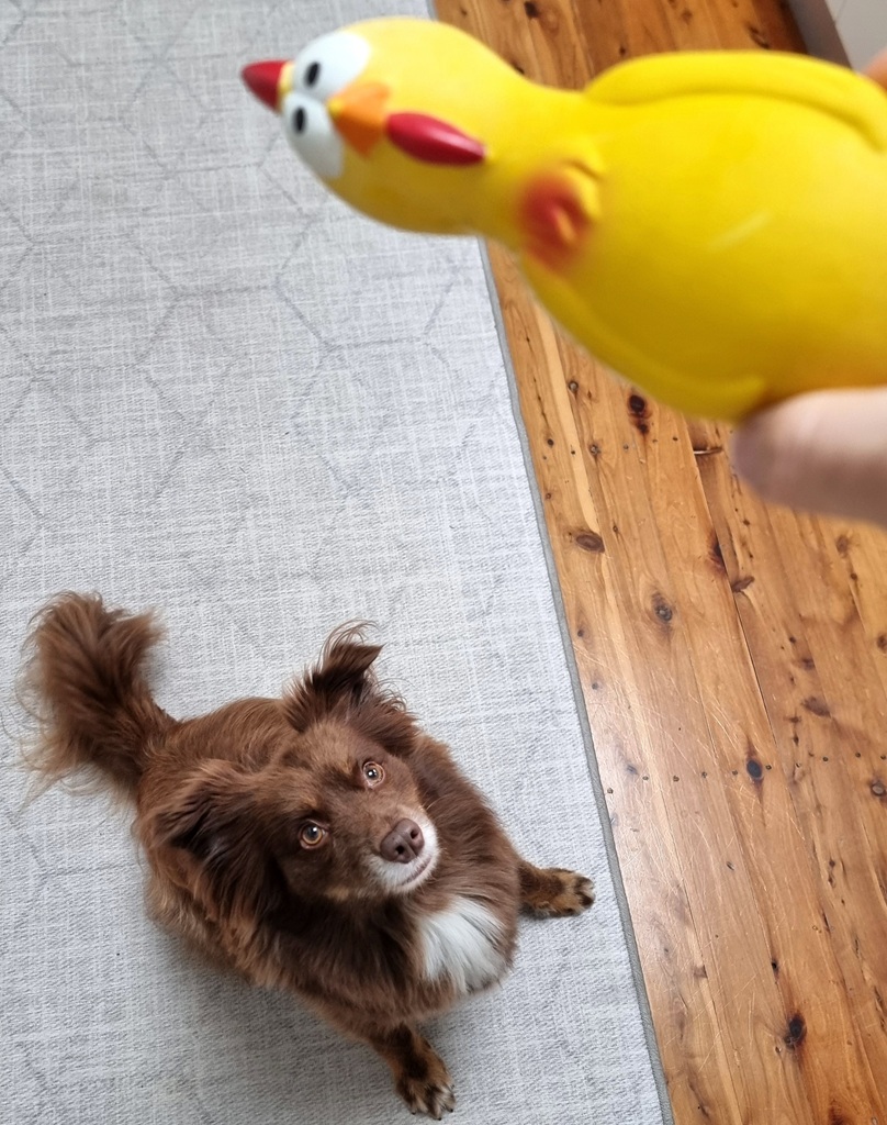 A brown Mini American Shepherd named Monte sitting on a grey patterned rug, looking up with intense focus and wide eyes at a bright yellow squeaky rubber chicken being held just above him.