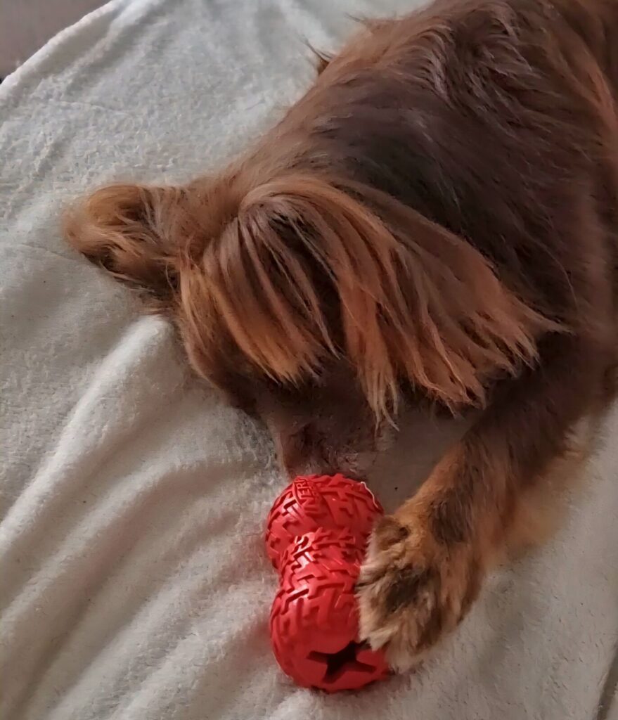 Mini American Shepherd Monte using a red tire-tread rubber treat dispenser toy on a white blanket.