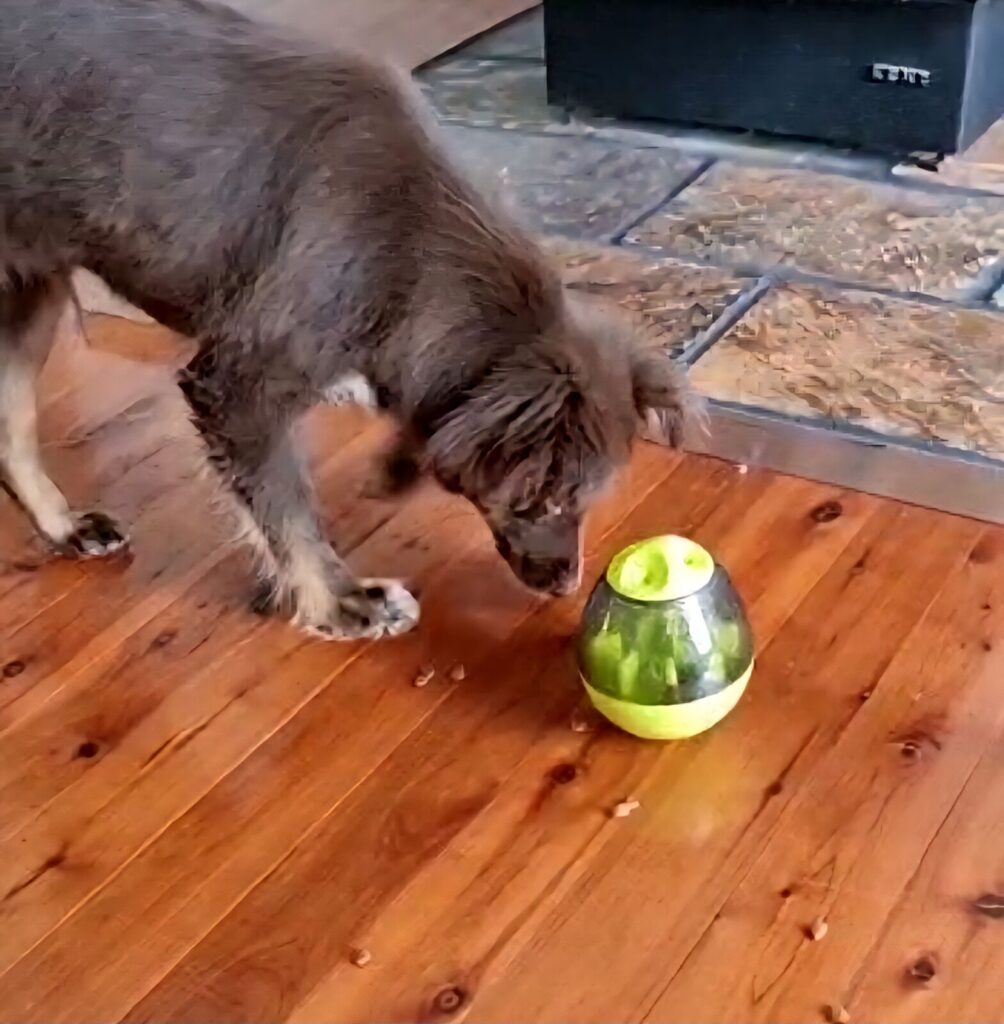 Mini American Shepherd Monte interacting with a lime green and translucent wobble treat dispenser on a wooden floor.