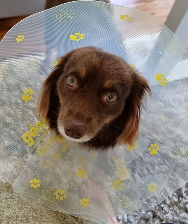Up-close portrait of Monte, a red-brown Mini American Shepherd, looking up with large, expressive amber eyes while wearing a clear plastic recovery cone.