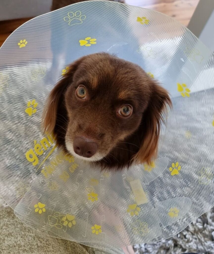 Up-close portrait of Monte, a red-brown Mini American Shepherd, looking up with large, expressive amber eyes while wearing a clear plastic recovery cone.