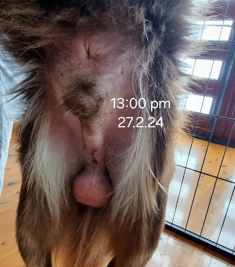Underside view of an adult male dog post-desexing surgery on Feb 27th at 1:00 PM, showing initial swelling of the scrotal sac (scrotal hematoma) with a firm, rounded appearance and slight redness.