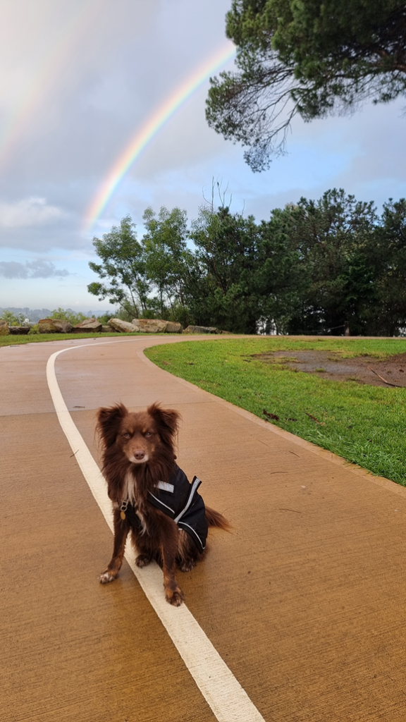 A beautiful landscape shot of Monte, a fluffy brown Mini American Shepherd wearing a dark dog jacket, sitting obediently on a white painted line along a paved walking track. In the background, a striking, vibrant double rainbow arcs across an overcast, moody sky, spanning over a lush line of green trees and rolling lawns.