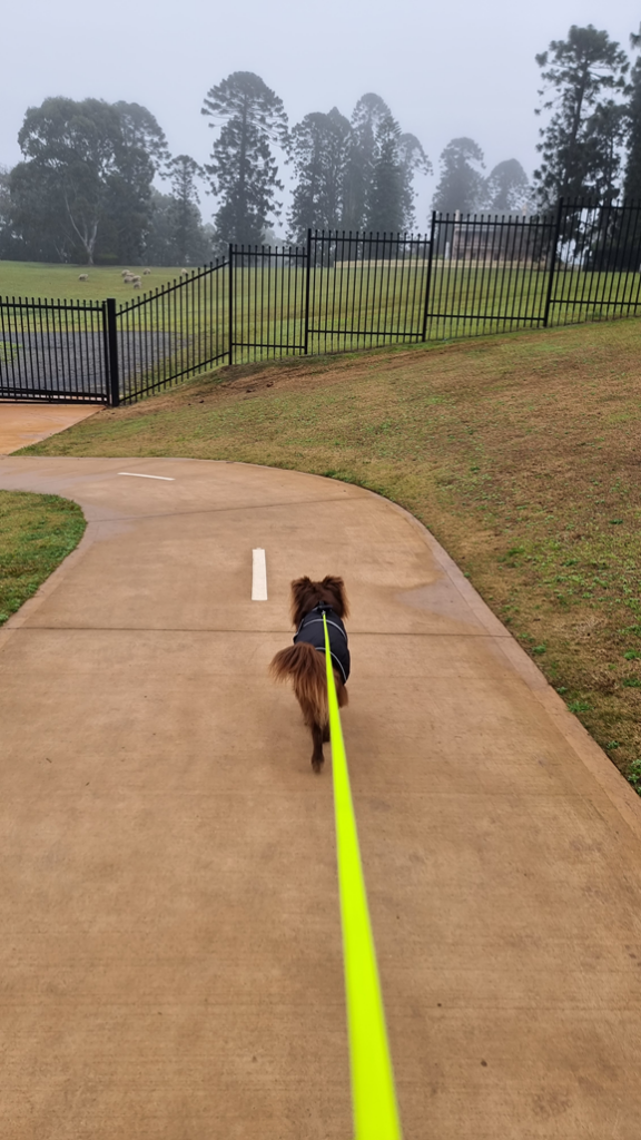 A perspective shot from behind Monte, a fluffy brown Mini American Shepherd, walking ahead on a paved walking path on a misty, foggy morning. He is wearing a dark dog jacket and is attached to a vibrant, bright neon yellow leash extending into the foreground. To the left, a black metal fence separates the path from a rolling green hill where a small flock of sheep is grazing, leading toward a line of tall, towering Bunya Pine trees shrouded in thick fog.
