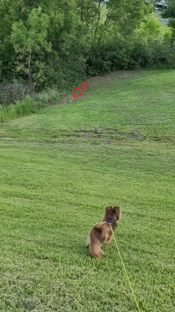 A high-angle shot from behind Monte, a fluffy brown Mini American Shepherd, standing completely still on an expansive green lawn. He is on a neon yellow leash and is intently tracking a small wild rabbit visible near the edge of a dense, leafy green tree line in the background. A red arrow overlay points directly toward the small rabbit camouflaged near the grass line.