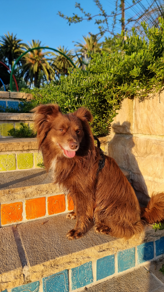 A brown Miniature American Shepherd dog sits on stone steps decorated with colorful, engraved ceramic tiles in the Connie Anne Keith Sensory Garden.