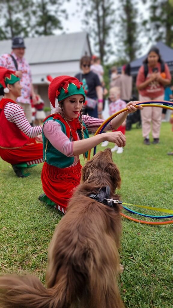 A fluffy, brown Mini American Shepherd dog, seen from behind on a green lawn, sits intently watching a performer dressed as a Christmas elf. The elf is kneeling on the grass, wearing a red and green hat and outfit, and holds up bright, colorful hula hoops for the dog. Another elf performer sits in the background, while community members watch the interaction at an outdoor festive event.