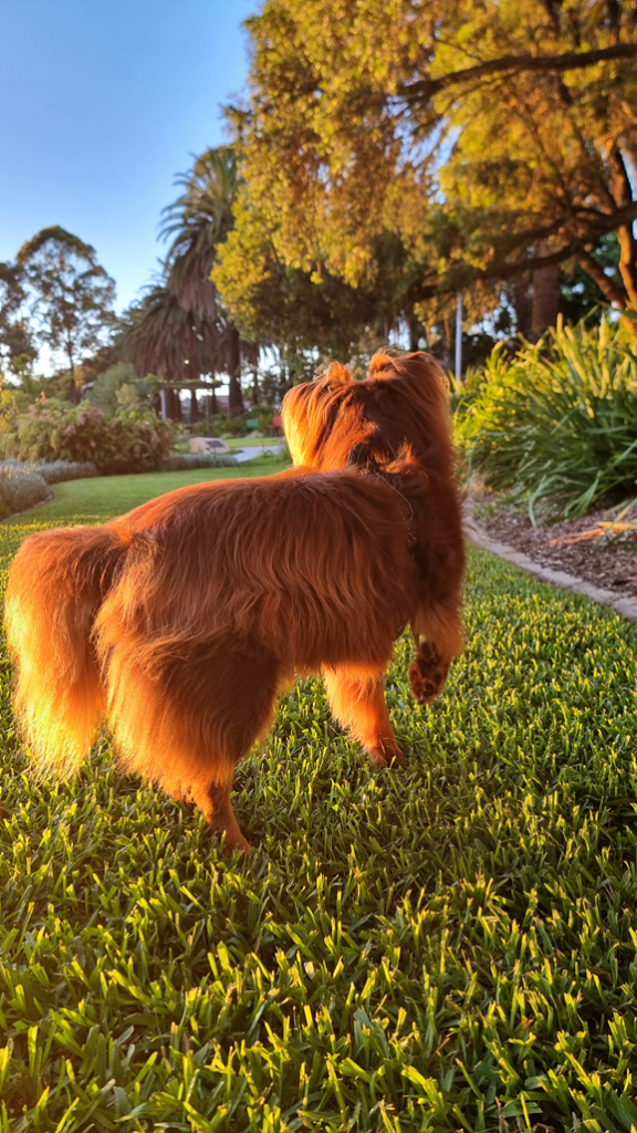 A brown Miniature American Shepherd dog walks on a lush green lawn bathed in warm morning sunlight at Balcombe Heights Estate.