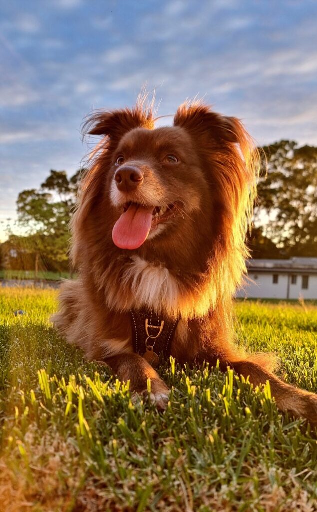 A happy brown and white Miniature American Shepherd dog lies on a green lawn with his tongue out, bathed in golden morning sunlight.